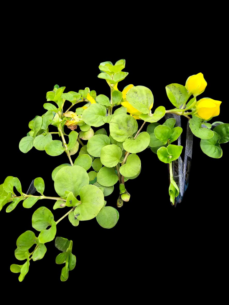 Creeping Jenny 'Lysimachia nummularia